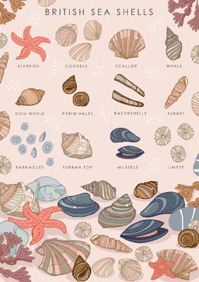 British Nature Sea Shells Card