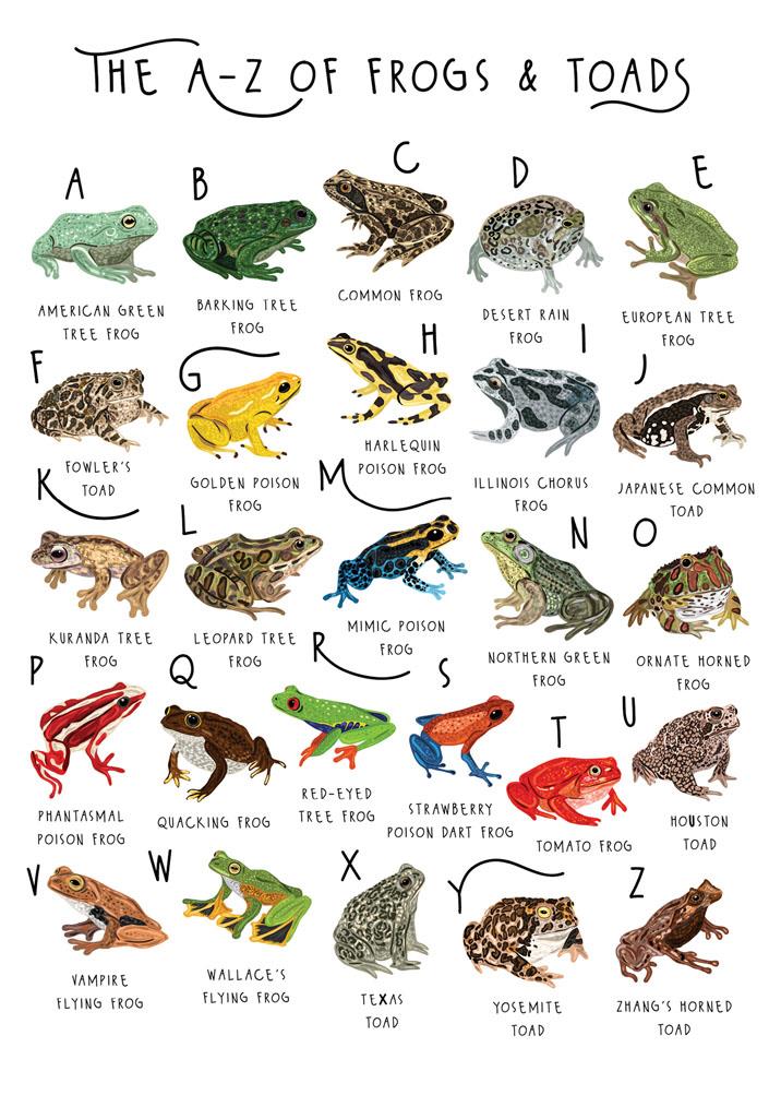 Bea A-Z Frogs & Toads