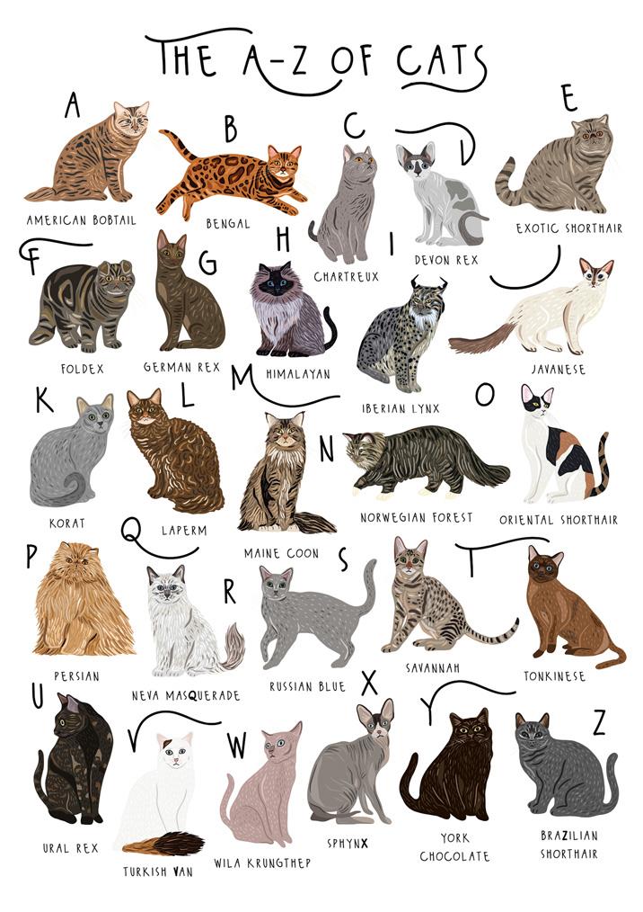 Bea A-Z Of Cats Card