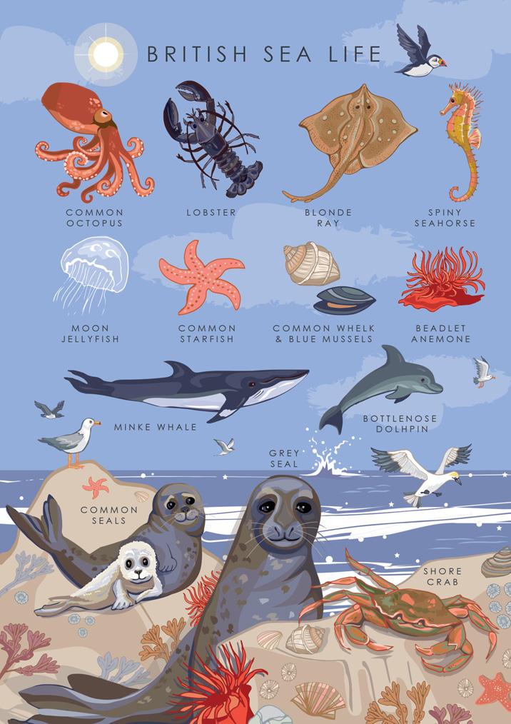 British Nature Sea Life Card