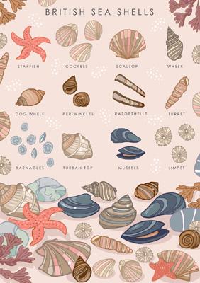 British Nature Sea Shells Card