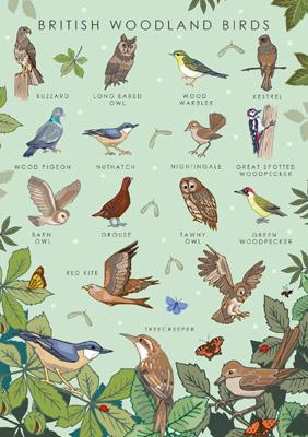 British Nature Woodland Birds Card