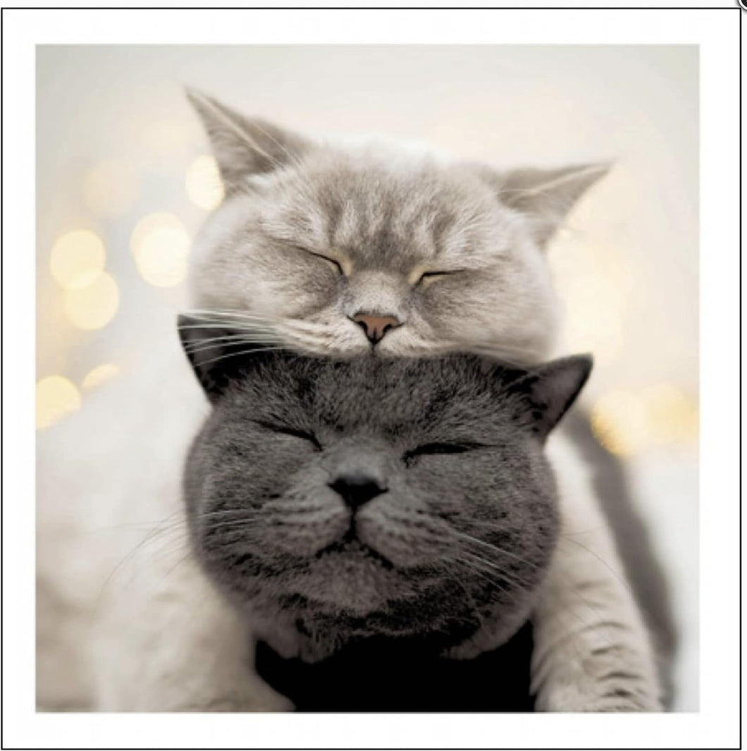 Cattitude Daydreaming Grey Cats Card