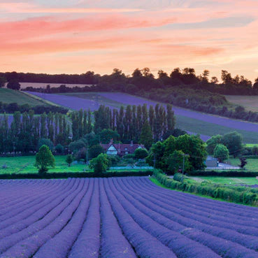 Good Life Kent Lavender Fields Card
