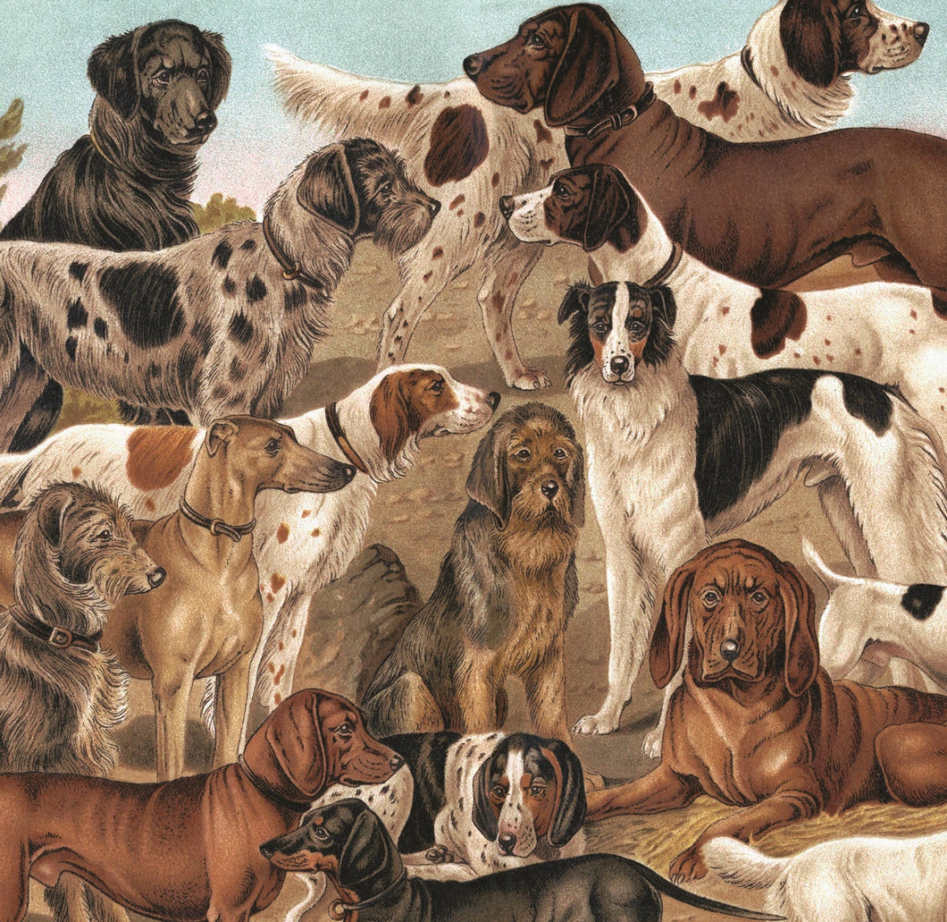 MA Vintage Dogs Card
