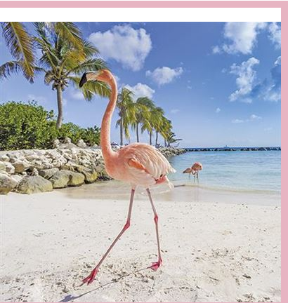 Photogram Flamingo Beach Card