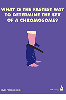 Sex Of A Chromosome Card
