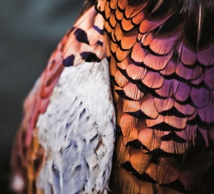 Pheasant Feathers Card